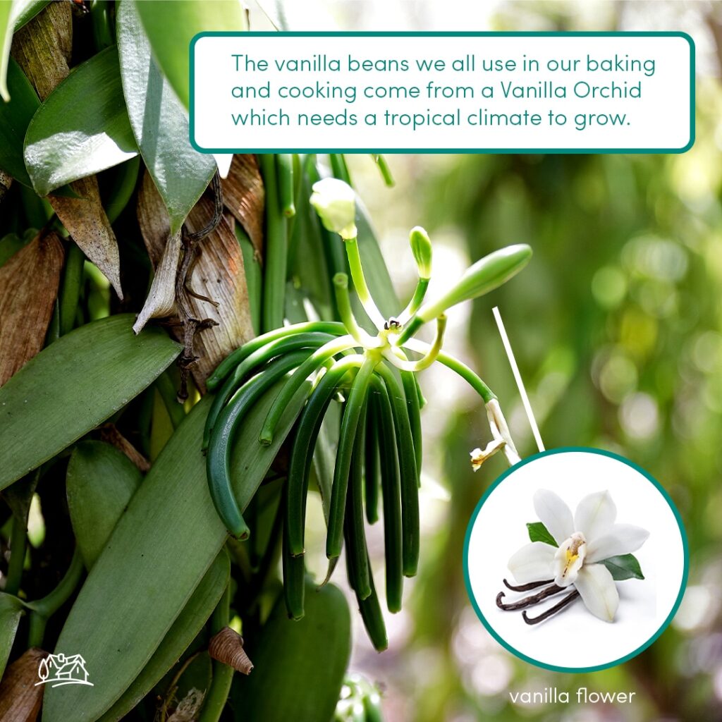 What is a Vanilla Bean? Rodelle Kitchen