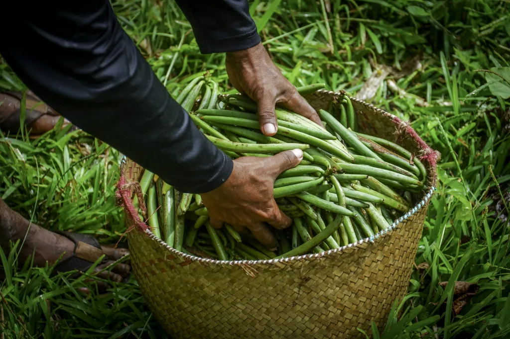 Hands in vanilla beans in basket