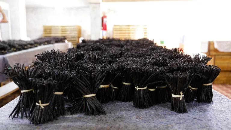 bundles of vanilla beans on display in Madagascar