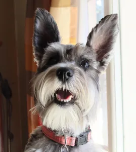 photo of a miniature schnauzer's face. Her name is Pepper.
